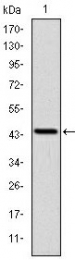 AM06652SU-N - LIMS1