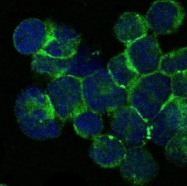 AM06655SU-N - Tyrosine-protein kinase ITK/TSK