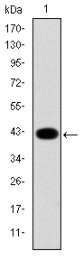 AM06660SU-N - Cytokeratin 19