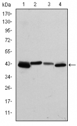 AM06660SU-N - Cytokeratin 19