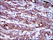 AM06660SU-N - Cytokeratin 19