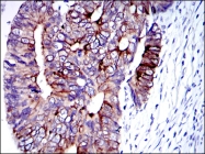 AM06660SU-N - Cytokeratin 19