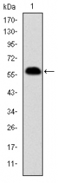 AM06675SU-N - Prohibitin / PHB