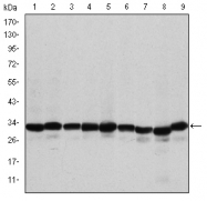 AM06675SU-N - Prohibitin / PHB