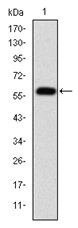 AM06678SU-N - Fibrinogen gamma chain