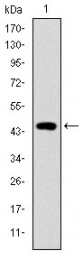 AM06688SU-N - Fast skeletal muscle Troponin I