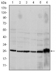 AM06689SU-N - Caspase-8 / FLICE