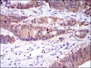 AM06689SU-N - Caspase-8 / FLICE
