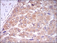 AM06689SU-N - Caspase-8 / FLICE