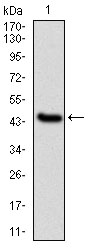 AM06692SU-N - Interleukin-1 beta / IL-1B