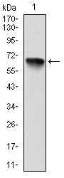 AM06696SU-N - RPS6KA3 / RSK2