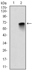 AM06698SU-N - Myelin Basic Protein