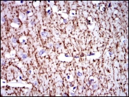 AM06698SU-N - Myelin Basic Protein