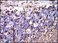 AM06698SU-N - Myelin Basic Protein