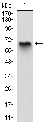 AM06698SU-N - Myelin Basic Protein