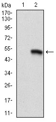 AM06708SU-N - CD9