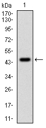 AM06712SU-N - PPP1CA