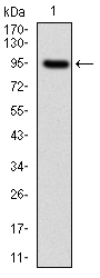 AM06714PU-N - Neurofilament L (68kDa)