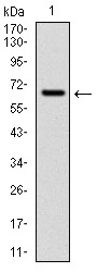 AM06716PU-N - CYP1A1