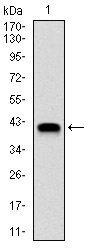 AM06718PU-N - NEDD8