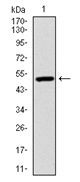 AM06722PU-N - Ubiquitin