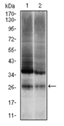 AM06722PU-N - Ubiquitin