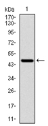 AM06724PU-N - RPS6KB1 / STK14A