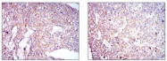 AM06725PU-N - Coactosin-like protein