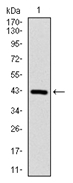 AM06725PU-N - Coactosin-like protein