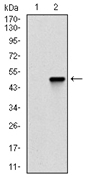 AM06725PU-N - Coactosin-like protein