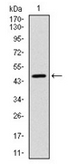 AM06727PU-N - YAP1