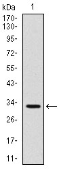 AM06728SU-N - CD30