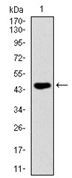 AM06730PU-N - CD95 / FAS