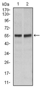 AM06730PU-N - CD95 / FAS