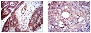 AM06734PU-N - CD29 / Integrin beta-1
