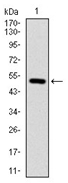 AM06734PU-N - CD29 / Integrin beta-1
