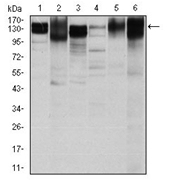 AM06734PU-N - CD29 / Integrin beta-1