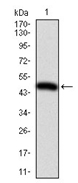 AM06735PU-N - CD29 / Integrin beta-1
