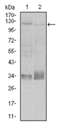 AM06735PU-N - CD29 / Integrin beta-1