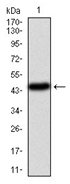 AM06736PU-N - PIK3CA