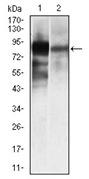 AM06737PU-N - Alkaline phosphatase / ALPL