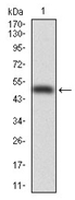 AM06739PU-N - Insulin promoter factor 1
