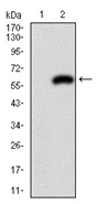 AM06739PU-N - Insulin promoter factor 1