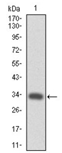AM06740PU-N - CD110