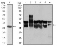 AM06741PU-N - CDK2