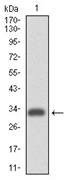AM06742PU-N - CD49d / ITGA4