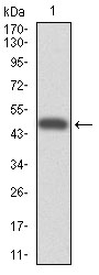 AM06743PU-N - CYP3A4