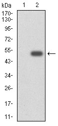 AM06743PU-N - CYP3A4