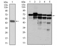 AM06744PU-N - RPA1
