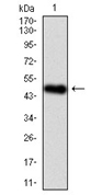 AM06745SU-N - SPLUNC2